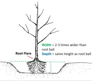 Planting hole simple