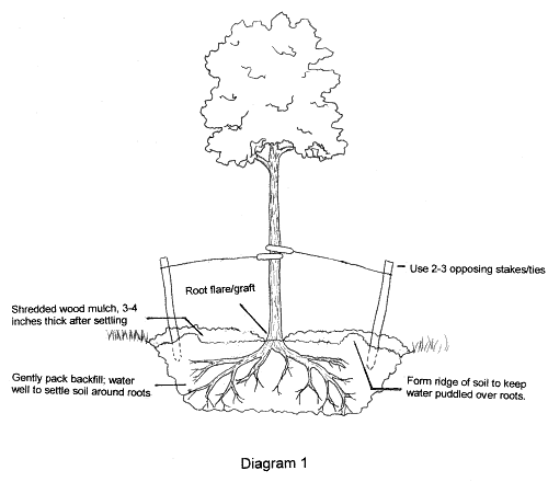 planting_trees_more